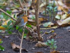 Roodborst  20201118 Dit is de laatste weken mijn tuinvriendje. Als ik even in de tuin werk, bijvoorbeeld wat bladeren weg hark, dan komt vrijwel meteen dit roodborstje me gezelschap houden. Tot op wel 2 meter nadert het vogeltje me en volgt mijn werkzaamheden aandachtig. In de hoop dat ik wat insecten bloot werk neem ik aan. Ik vroeg nog of ie tevreden was met mijn tuin maar ik kreeg geen antwoord. Komt misschien omdat ie mij niet verstaat want het is misschien wel een wintergastje dat pools of r