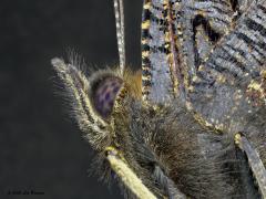 Dagpauwoog  20201210  Ik heb de levende vlinder direct vanuit de kou voor mijn camera gezet en snel close up foto's gemaakt. Ik wist niet dat zo'n vlinder zoveel haartjes heeft staan op de ondervleugel en zelfs ook in het oog. Heeft dat te maken met het gegeven dat deze soort overwintert en dus goed aangekleed moet zijn om de kou te kunnen weerstaan? Ik had hiertoe de vlinder in een jampotje een nacht in de koelkast gezet. Het duurt dan even eer de vlinder weer is opgewarmd en die tijd wil ie een beetje ro