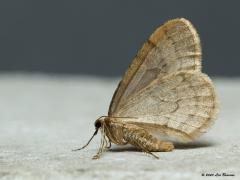 Kleine wintervlinder  20201215  Op zich een ongewone houding voor dit lid van de spannersfamilie. Immers, spanners houden de vleugel in de regel geheel gespreid. Maar nu is een keer de onderkant van de vleugels en het lijfje goed te zien.