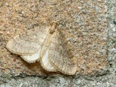 Kleine wintervlinder  20201213  Best kans dat je deze kleine nachtvlinder nu bij je thuis op de muur of op het raam bij je buitenlamp aantreft. Heel algemeen is ie immers en op dit moment vliegt ie in flinke aantallen rond. Misschien heb je onlangs in de avond met de auto met licht aan nog gereden, grote kans dat je de vlinder dan hebt zien fladderen voor je auto. Het voorvleugeltje is maar ongeveer anderhalve centimeter groot. Dit is een mannetje, de vrouwtjes hebben namelijk geen vleugels, kunn