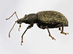 Gegroefde lapsnuitkever  20201227  Heb mijn macro-stack-spullen nog eens voor de dag gehaald om deze snuitkever uitvoerig vast te leggen.
