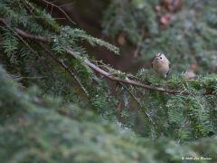 Goudhaantje  20210105  Het is momenteel niet druk in het bos, weinig vogels vind ik. Gelukkig ontbreekt dit kleintje niet. Wel een probleemgevalletje voor de fotograaf; ze zijn zo beweeglijk, je krijgt haast geen kans om ze goed vast te leggen.