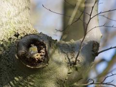 Goudhaantje  20210205  Nee, hier wordt niet gezocht naar een holletje om 's nachts in te roesten of later in te gaan broeden. Immers, zo vaak zie je de goudhaan niet in een zware eik. Ze vertoeven in de regel hoog in een naaldboom. Daar voelen ze zicht het meeste thuis en bouwen ze in de zomer een kraamkamertje. In dit geval zal er wel sprake zijn geweest van veel honger zodat ook hier naar spinnetjes etcetera moest worden gezocht.