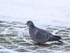 Holenduif  20210209  Ik heb helaas weinig bijzondere vogels in de tuin dit jaar. Zelfs nu niet met de sneeuw. Een beetje bijzonder is het koppeltje holenduiven dat een vaste bezoeker is van mijn voerplekje dicht bij de schuifpui. Het viel me op dat er een kleine en een grote duif rond liep. Ik lees nu dat het mannetje ca. 300 g weegt en het vrouwtje ca. 270 g. Het vrouwtje is dus goed zichtbaar kleiner. Sovon spreekt van ca. 50.000 broedpaartjes in ons land. In de winter verblijven er meer, tot ca. 200