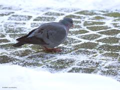 Holenduif  20210209  Tuin
