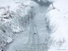 IJsvogel  20210208  Niet toevallig vliegt het ijsvogeltje hier over het water van het beekje. Dat doen ze namelijk heel graag, snel over het water vliegen. Niet onlogisch, immers in dat water moeten ze hun visjes zien te vangen. Laten we hopen dat de vorst nog voldoende visplekjes voor de ijsvogeltjes open laat. Zal spannend voor hen worden deze week vrees ik.