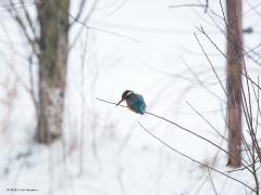 IJsvogel  20210210  Kou, vorst, ijs, met name dat laatste is misschien leuk voor de jeugd en schaatsliefhebbers maar is een dodelijk gevaar voor een van onze mooiste vogeltjes. Hopelijk vriest niet alles dicht en houden we na deze week nog een heleboel van deze juweeltjes over?!