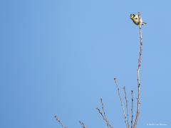 Pimpelmees  20210203  Een foto'tje van afgelopen zondag. Is de foto het tonen waard? Ikzelf vind het belangrijkste onderdeel hier niet het vogeltje. Nee, dat vind ik de mooi blauwe lucht. Vergelijk die lucht eens met de lucht die we de afgelopen tijd normaliter zien, vergelijk dat mistroostige grijs eens met dit blauw. Gelukkig gaf de laatste dag van januari weer hoop, de blauwe luchten komen er weer aan. Het blauw ging gepaard met een zonnetje en dat zonnetje gaf het vogeltjes de frisse kleuren 