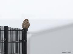 Torenvalk  20210127  Ondanks het miezerige weer moet gezocht worden naar eten. Misschien heeft de torenvalk bij regen het daar wel extra moeilijk mee. Normaal kunnen ze het urinespoor van muizen zien. Zou dat met regen ook nog lukken?