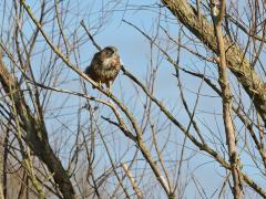Buizerd  20210302  Als een buizerd je zo aan kijkt is ie meestal direct daarna gevlogen. Deze keer bleef de buizerd even zitten. Aandachtig werd de nabije omgeving afgespeurd. De kop in verschillende richtingen gehouden. Kun je mooi de ogenstand vergelijken met die van mijn vorige upload, de torenvalk. Klopt het dat de buizerd de ogen meer recht naar voren gericht heeft staan dan de torenvalk, volgens mij wel? De buizerd is groter dan de torenvalk, heeft wellicht daardoor minder vijanden, hoeft zo minder