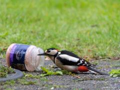 Grote Bonte Specht  20210316  Met regelmaat komt in de tuin deze mooie specht op bezoek. En ja, ook spechten lusten vogelpindakaas. Nu de pot eenmaal gevonden is zal ie wel wat rapper leeg zijn.