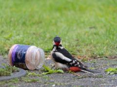 Grote bonte specht  20210314  Tuin