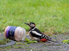 Grote Bonte Specht  20210316  Met regelmaat komt in de tuin deze mooie specht op bezoek. En ja, ook spechten lusten vogelpindakaas. Nu de pot eenmaal gevonden is zal ie wel wat rapper leeg zijn.