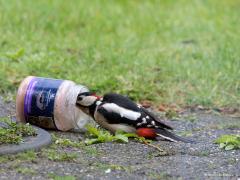 Grote Bonte Specht  20210316  Met regelmaat komt in de tuin deze mooie specht op bezoek. En ja, ook spechten lusten vogelpindakaas. Nu de pot eenmaal gevonden is zal ie wel wat rapper leeg zijn.