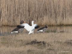 Ross` Gans  20210311   Vorige week trof ik in Zeeland, in Reimerswaal dicht bij het Markizaatsmeer, een heel bijzondere vogel aan. Een exoot, een zeldzame dwaalgast. Namelijk deze kleine witte gans met zwarte handpennen, de Ross' gans. Eerst dacht ik dat het een sneeuwgans was maar die is groter en heeft zwart aan de snavel. Deze Ross'gans leeft in Noord-Canada en overwintert in het zuiden van de VS en Noord-Mexico. Zo'n vogel in Nederland kan een ontsnapt exemplaar uit een verzameling zijn maar deze he