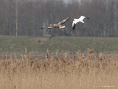 Ross` Gans  20210311   Vorige week trof ik in Zeeland, in Reimerswaal dicht bij het Markizaatsmeer, een heel bijzondere vogel aan. Een exoot, een zeldzame dwaalgast. Namelijk deze kleine witte gans met zwarte handpennen, de Ross' gans. Eerst dacht ik dat het een sneeuwgans was maar die is groter en heeft zwart aan de snavel. Deze Ross'gans leeft in Noord-Canada en overwintert in het zuiden van de VS en Noord-Mexico. Zo'n vogel in Nederland kan een ontsnapt exemplaar uit een verzameling zijn maar deze he