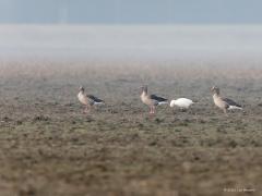 Ross` Gans  20210311   Vorige week trof ik in Zeeland, in Reimerswaal dicht bij het Markizaatsmeer, een heel bijzondere vogel aan. Een exoot, een zeldzame dwaalgast. Namelijk deze kleine witte gans met zwarte handpennen, de Ross' gans. Eerst dacht ik dat het een sneeuwgans was maar die is groter en heeft zwart aan de snavel. Deze Ross'gans leeft in Noord-Canada en overwintert in het zuiden van de VS en Noord-Mexico. Zo'n vogel in Nederland kan een ontsnapt exemplaar uit een verzameling zijn maar deze he