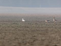 Ross` Gans  20210311   Vorige week trof ik in Zeeland, in Reimerswaal dicht bij het Markizaatsmeer, een heel bijzondere vogel aan. Een exoot, een zeldzame dwaalgast. Namelijk deze kleine witte gans met zwarte handpennen, de Ross' gans. Eerst dacht ik dat het een sneeuwgans was maar die is groter en heeft zwart aan de snavel. Deze Ross'gans leeft in Noord-Canada en overwintert in het zuiden van de VS en Noord-Mexico. Zo'n vogel in Nederland kan een ontsnapt exemplaar uit een verzameling zijn maar deze he