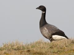 Rotgans  20210306  Mijn vorige upload liet een vrij zeldzame witbuikrotgans zien, dit hier is de algemene soort die wel zwartbuikrotgans wordt genoemd. In Zeeland kunnen in goede jaren tot wel 20.000 van deze rotganzen overwinteren. Deze liep met twee andere rond bij de Bergse Sluis in de Oesterdam. Of ze met vele 's winters komen hangt in hun broedgebied mede af van hoe het daar met de lemmingen gaat. Kennelijk eten die hetzelfde als deze ganzen?