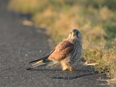 Torenvalk  20210227  Aan de kleuren kun je zien dat ik hier al vroeg op pad was. Niet vaak tref je deze rover op straat aan. Door de verschillende houdingen van de kop kun je goed de positionering van de ogen zien. Die ogen staan vergaand recht naar voren gericht maar minder dan bij een uil of zelfs een buizerd meen ik? De focus is gericht op prooidieren recht voor hem, het is een mannetje, maar toch wil ie de omgeving achter hem ook nog wat in de gaten houden.