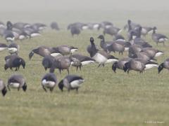 Witbuikrotgans  20210303  Tholen