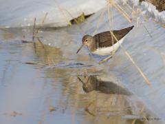 Witgat  20210221  Een foto gemaakt in de Biesbosch. Daar kun je hem zeker aantreffen ofschoon ze maar in klein aantal in de winter hier te vinden zijn. Maar ook hier in Zundert komen ze wel eens langs. Goed opletten dan op de kenmerken want zo gemakkelijk is ie niet te onderscheiden van enkele andere steltlopers.