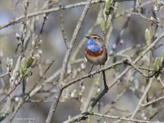 Blauwborst  20210413  De Matjens