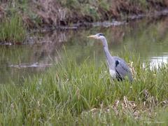 Blauwe reiger  20210415  Kleine Beek