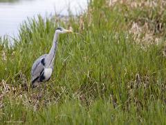 Blauwe reiger  20210415  Kleine Beek