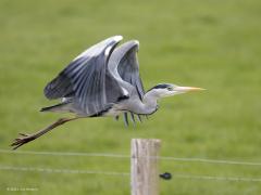 Blauwe reiger  20210415  Kleine Beek
