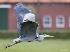 Blauwe reiger  20210415  Kleine Beek