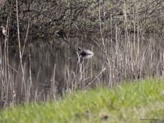 Geelbuikwaterschildpad  20210417  Zundert De Matjens