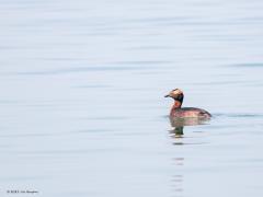 Kuifduiker  20210331  Brouwersdam