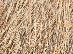 Rietgors  20210331  Oude oesterhaven Wissenkerke