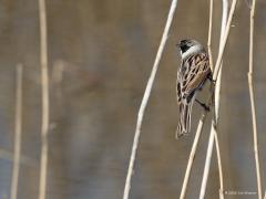Rietgors  20210410  schoeniclus) Eerder liet ik het onopvallende vrouwtje zien. Hier een voor- en achteraanzicht van het mannetje.  Meneer is best makkelijk te herkennen. Niet omdat ie veel kleuren toont, toch is ie heel herkenbaar met zijn zwarte, bruine en grijze tinten. Bovendien is zijn zang best gemakkelijk te leren herkennen. Een eenvoudig goed herkenbaar riedeltje.