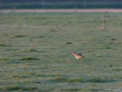 Wulp  20210331  Noorderwaardpolder