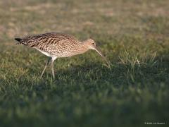 Wulp  20210331  Bergse sluis