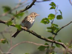 Boompieper  20210520  Hier de boompieper beter in beeld. De vrij stevige snavel is goed te zien. Zo ook dat de achternagel niet extreem lang is zoals bij de graspieper. Ik vind de boompieper over het algemeen ook wat geler dan die graspieper die je vooral op weipalen zult aantreffen.