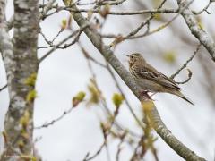 Boompieper  20210508  Zundert Oude Buisse Heide