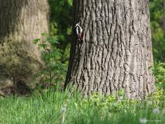 Grote bonte specht  20210518  De Moeren Stouwdreef