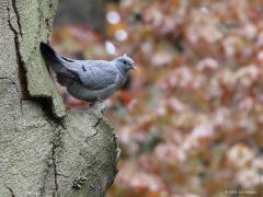 Holenduif  20210508  Zundert Oude Buisse Heide