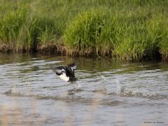 Kuifeend  20210430  Eenden hebben kleine maar krachtige vleugels. Als het moet, bijvoorbeeld op een klein plasje of in een moeras, dan kunnen ze met die vleugels loodrecht opvliegen, als een helicopter. Is er echter ruimte, zoals hier in de Aa of Weerijs, dan gebruiken ze graag een opstartbaan, dat spaart energie. Ze rennen zich dan als het ware uit het water. Hun krachtige poten geven hun een voorwaartse snelheid waarna opstijgen gemakkelijker wordt. Ze rennen zelfs nog even als ze al los zijn van h