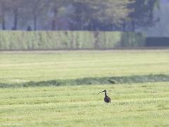 Wulp  20210514  Klein Zundertse Heide