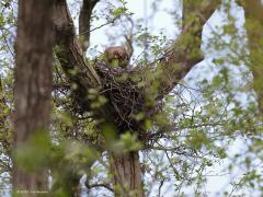 Buizerd  20210613  Het is hard werken voor beide ouders om die drie gulzige kuikens groot te brengen. Gelukkig waren dit jaar voldoende muizen beschikbaar in de directe omgeving. Je zou maar zo laag op de voedselladder staan als een muis, ben je mooi vaak de pineut. Leuk voor de buizerd, dramatisch voor de muis.