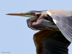 Purperreiger  20210610  De grote zilverreiger mag dan geen enkele kleur vertonen, de purperreiger toont het tegendeel. Volop kleuren te zien in het verenkleed. Het zwarte streepje van snavelbasis richting oorstreek vind ik grappig; geeft dat de vogel een soort glimlach mee? Het moet een hoop energie schelen die hals en kop zo tegen de schouder gedrukt. Dat moet toch een stuk makkelijker zijn dan zo'n lange nek steeds in de vlucht gestrekt te moeten houden? Ik fotografeerde deze mooie reiger op de laatste da