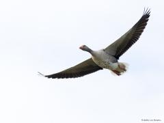 Grauwe gans  20210416  De Matjens