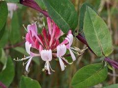 Wilde kamperfoelie (Lonicera periclymenum)  20210721