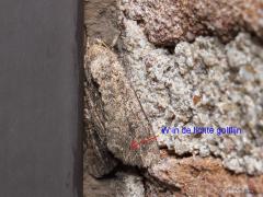 Spurrie-uil (Anarta trifolii)  20210806