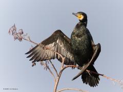 Aalscholver  20120114  Etten-Leur Jachthaven