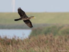 Aalscholver  20210922  Colijnsplaat